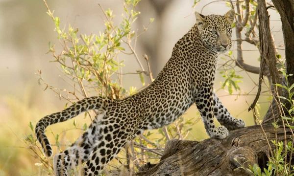 Kenya, Samburu Reserve Leopard stretches in tree